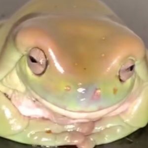 Meet your Posher, Father